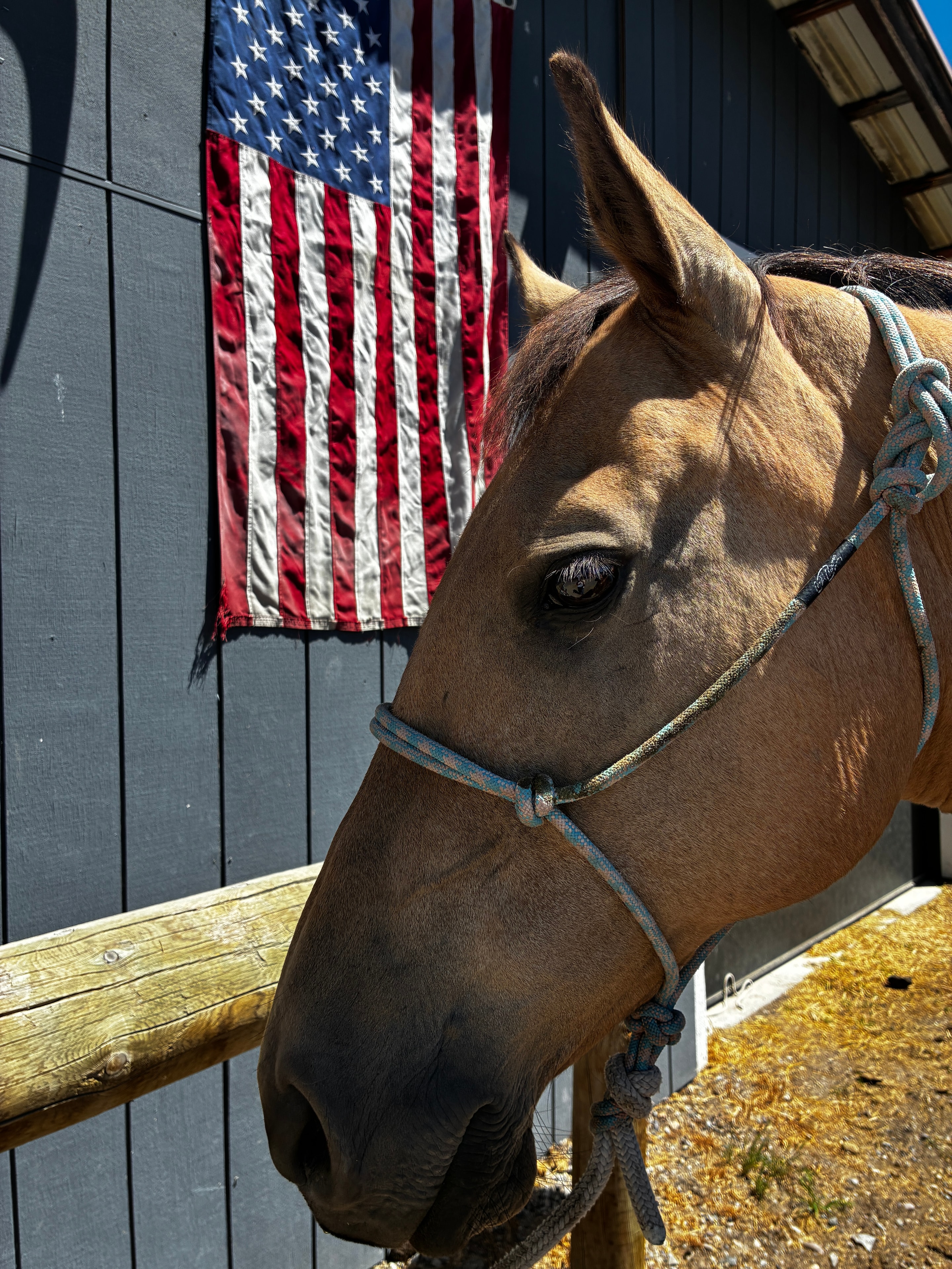 Horse with American flag — the Western spirit behind Cowgirl Desserts